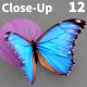 Butterfly Blue Morpho 12 - VideoHive Item for Sale