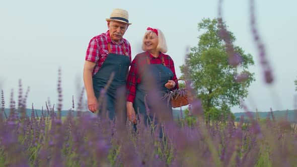 Senior Old Grandfather Grandmother Farmers Growing Lavender Plant Harvest in Herb Blooming Garden