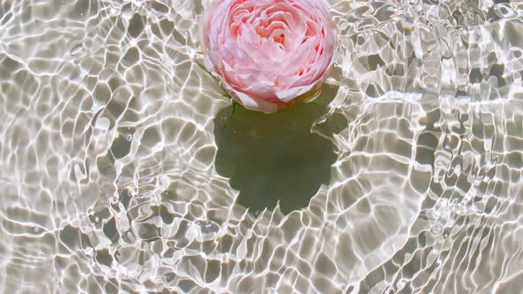 Top View Slow Motion of Pink Rose Flowers on Water Surface and Waves on Pastel Background