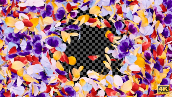 Petals Flower Reveal alt