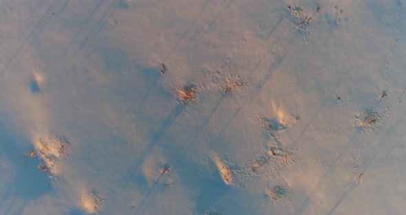 Aerial Drone View of Cold Winter Landscape with Arctic Field, Trees Covered with Frost Snow and