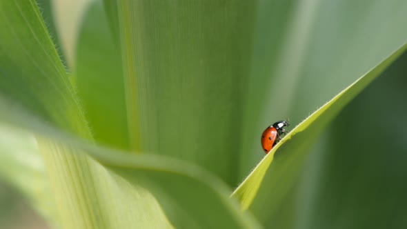 Ladybird on the corn leaf 4K 2160p 30fps UltraHD footage -  Coccinellidae  red beetle close-up  3840