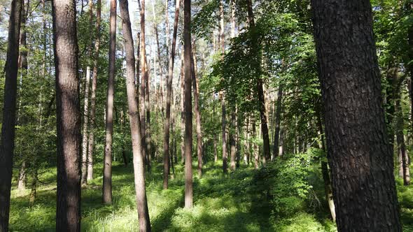 Beautiful Green Forest on a Summer Day Slow Motion