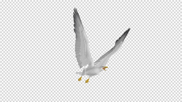 Sea Gull - Flying Loop - Side Angle View alt