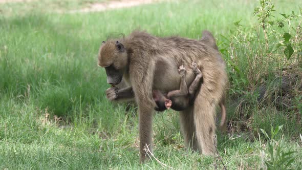 Baboon with baby eating seeds on a grass field