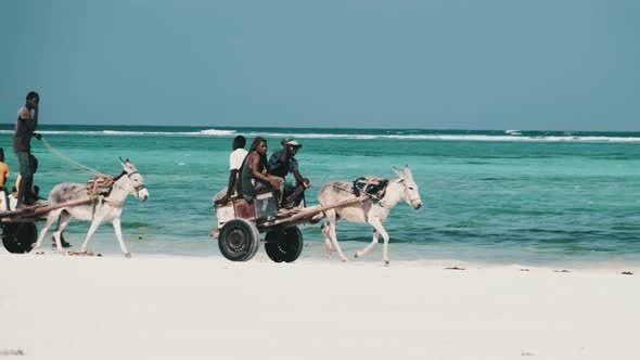 Donkey Carts with Local Africans Ride Along the Sandy Beach By Ocean Zanzibar