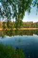 Landscape with a forest lake in summer - PhotoDune Item for Sale