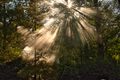 Sun rays shining through the canopy of trees in the forest - PhotoDune Item for Sale