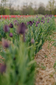 Deep Violet Tulips Blooming on Field at Flower Plantation Farm in Netherlands - PhotoDune Item for Sale