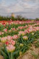 Multicolored White and Pink Tulips Blooming on Field at Flower Plantation Farm in Netherlands - PhotoDune Item for Sale