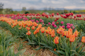 Yellow Purple and Red Fresh Tulips Blooming on Field at Flower plantation Farm - PhotoDune Item for Sale