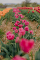 Pink Tulips Blooming on Field at Flower Plantation Farm in Netherlands - PhotoDune Item for Sale