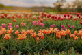 yellow Purple and Red Tulips Blooming on Field at Flower Plantation Farm in Netherlands - PhotoDune Item for Sale