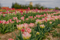 Multicolored White and Pink Tulips Blooming on Field at Flower Plantation Farm in Netherlands - PhotoDune Item for Sale