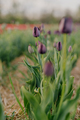 Deep Violet Tulips Blooming on Field at Flower Plantation Farm in Netherlands - PhotoDune Item for Sale