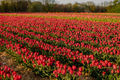 Beautiful Red Tulips Blooming on Field Agriculture - PhotoDune Item for Sale