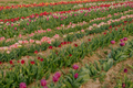 Beautiful Red Tulips Blooming on Field Agriculture - PhotoDune Item for Sale