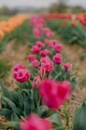 Pink Tulips Blooming on Field at Flower Plantation Farm in Netherlands - PhotoDune Item for Sale