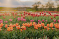 Yellow Purple and Red Fresh Tulips Blooming on Field at Flower plantation Farm - PhotoDune Item for Sale