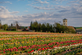 Various Type of Tulips Blooming on Field in Netherlands - PhotoDune Item for Sale