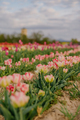 Multicolored White and Pink Tulips Blooming on Field at Flower Plantation Farm in Netherlands - PhotoDune Item for Sale