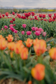 Yellow Purple and Red Fresh Tulips Blooming on Field at Flower plantation Farm - PhotoDune Item for Sale
