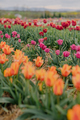 Yellow Purple and Red Fresh Tulips Blooming on Field at Flower plantation Farm - PhotoDune Item for Sale