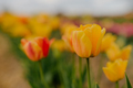 Beautiful Yellow Tulips Blooming on Field at Flower Plantation Farm in Netherlands - PhotoDune Item for Sale