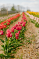 Fresh Red Purple Tulips Blooming on Field at Flower Plantation Farm in Netherlands - PhotoDune Item for Sale