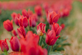 Beautiful Red Tulips Blooming on Field Agriculture - PhotoDune Item for Sale