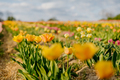 Yellow Tulips Blooming on Field at Flower Plantation Farm in Netherlands - PhotoDune Item for Sale
