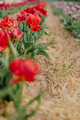 Beautiful Red Tulips Blooming on Field Agriculture - PhotoDune Item for Sale