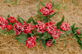 Beautiful Red Tulips Blooming on Field Agriculture - PhotoDune Item for Sale