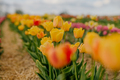 Beautiful Yellow Tulips Blooming on Field at Flower Plantation Farm in Netherlands - PhotoDune Item for Sale