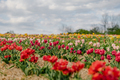 Beautiful Red Tulips Blooming on Field Agriculture - PhotoDune Item for Sale