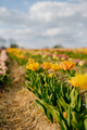 Yellow Tulips Blooming on Field at Flower Plantation Farm in Netherlands - PhotoDune Item for Sale