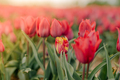 Beautiful Red Tulips Blooming on Field Agriculture - PhotoDune Item for Sale