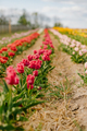 Fresh Red Purple Tulips Blooming on Field at Flower Plantation Farm in Netherlands - PhotoDune Item for Sale