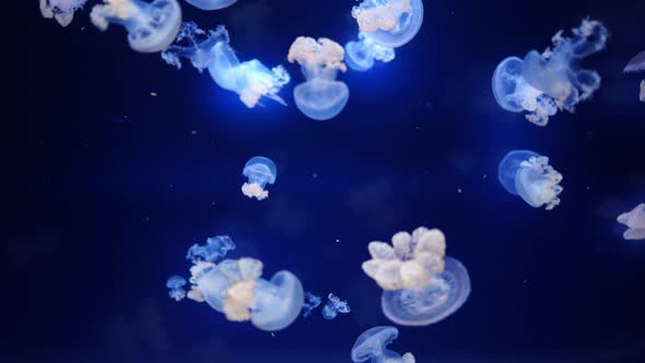 Beautiful Jellyfish in the Neon Light in Aquarium Nature Background