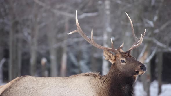 bull elk walking in winter with snow falling slow motion