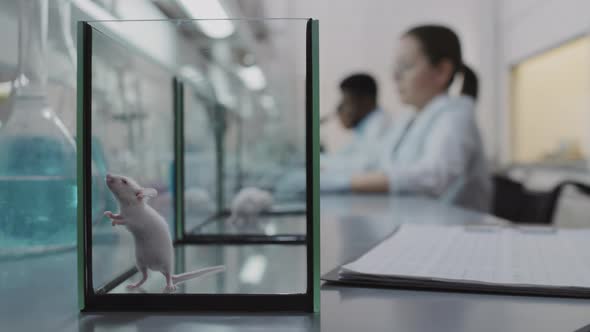 Cute Lab Rat in Glass Tank