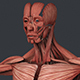 Male Muscular System - 3DOcean Item for Sale