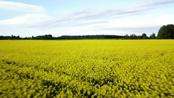 Aerial flight over blooming rapeseed (Brassica Napus) field, flying over yellow canola flowers, gree