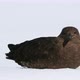 Brown Skua on snow - VideoHive Item for Sale