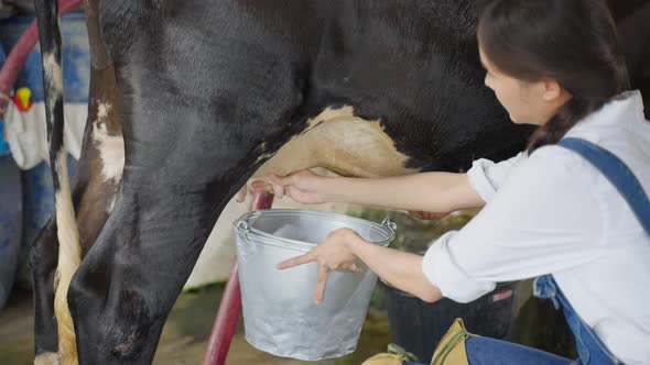 Asian young professional woman dairy farmer milking the cow in cowshed.