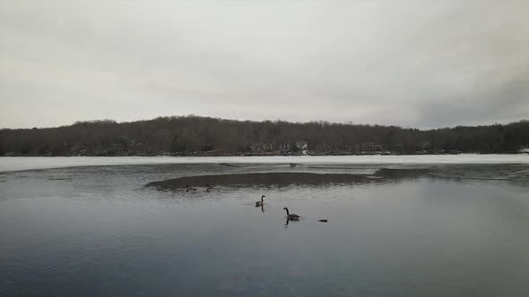 Drone flying above geese who are swimming in a frozen Mountain Lake