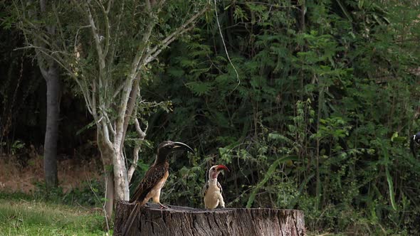 980239 Birds at the Feeder, Superb Starling, Red-billed Hornbill, African Grey Hornbill, Group in fl
