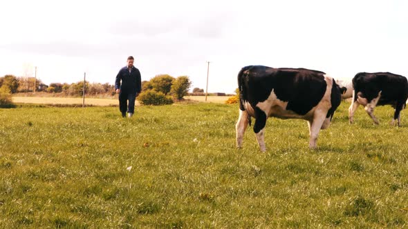 Cattle farmer walking in the field