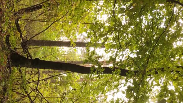 Vertical Video of a Forest Landscape on an Autumn Day in Ukraine