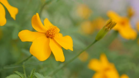 Tagetes tenuifolia beautiful garden flower on the wind 4K 3840X2160 UltraHD footage -  Golden marigo